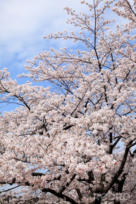 Poster Blühender Kirschbaum und Natur