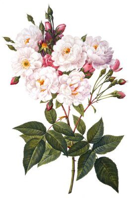 Poster Blühender Rosenzweig auf weißem Hintergrund