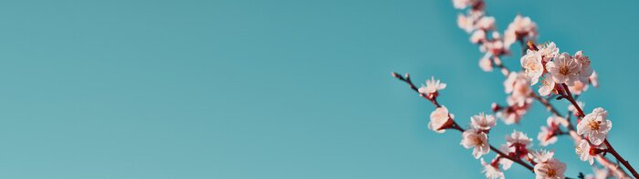 Poster Blühender Zweig auf dem Hintergrund des Himmels