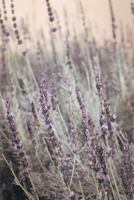 Poster Blühendes Lavendelfeld