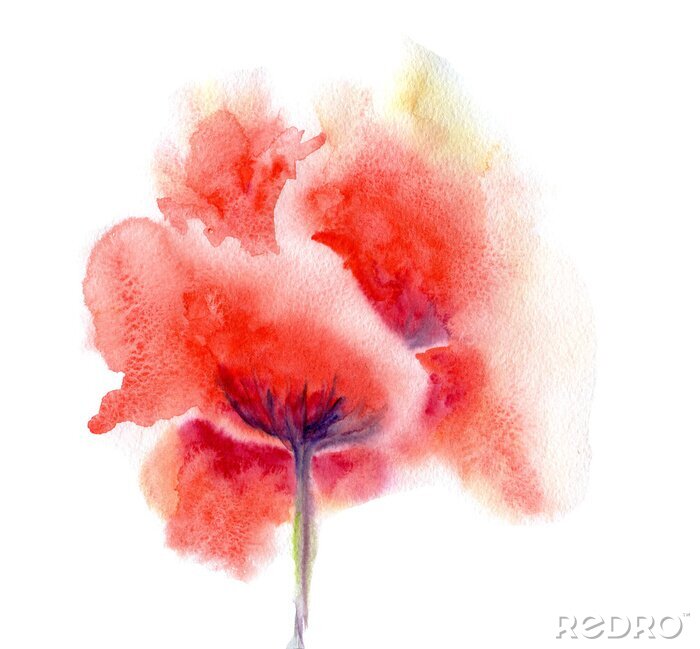 Poster Blume aquarell in Rot