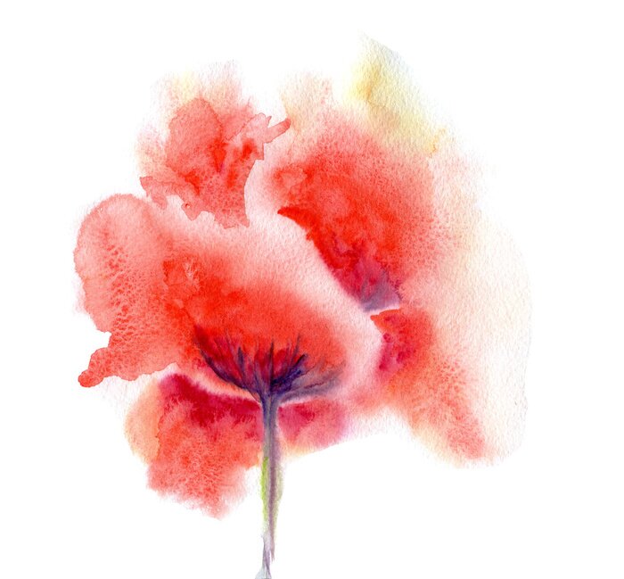 Poster Blume aquarell in Rot