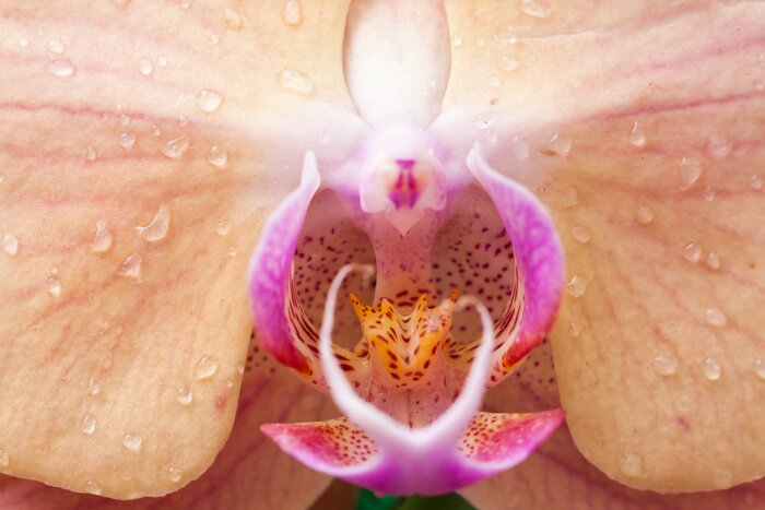 Poster Blume in Tropfen Kunstfotografie