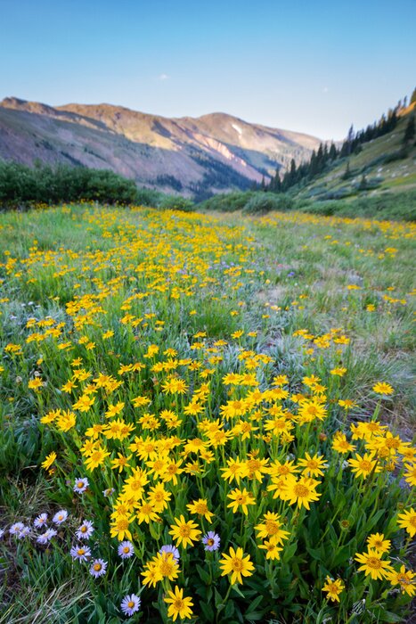 Poster Blumen auf einer Bergwiese