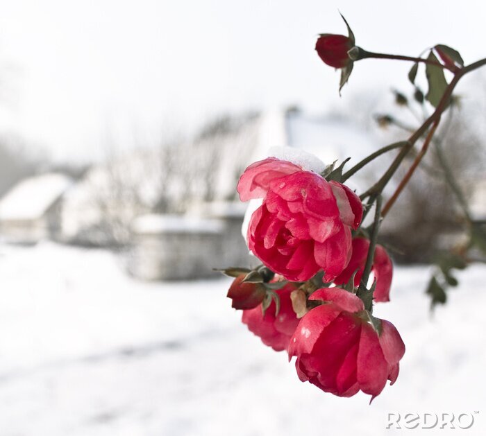 Poster Blumen im Winter