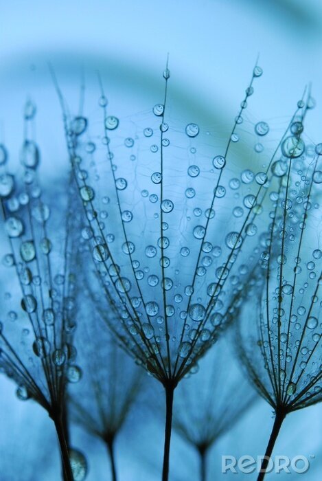 Poster Blumen in blauen Farbtönen
