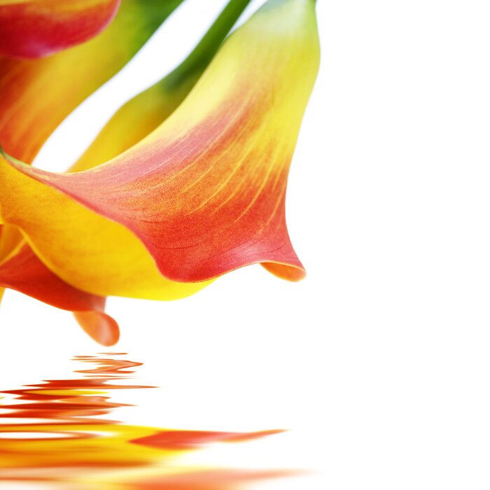 Poster Blumen in Form von Kelch