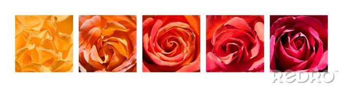 Poster Blumen mit Farbverlauf
