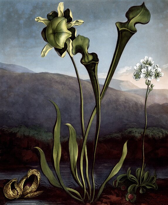 Poster Blumen mit langen Stielen vor Bergen und Wasser