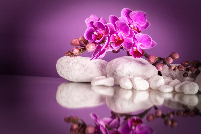 Poster Blumen rosa bedecken weiße Steine