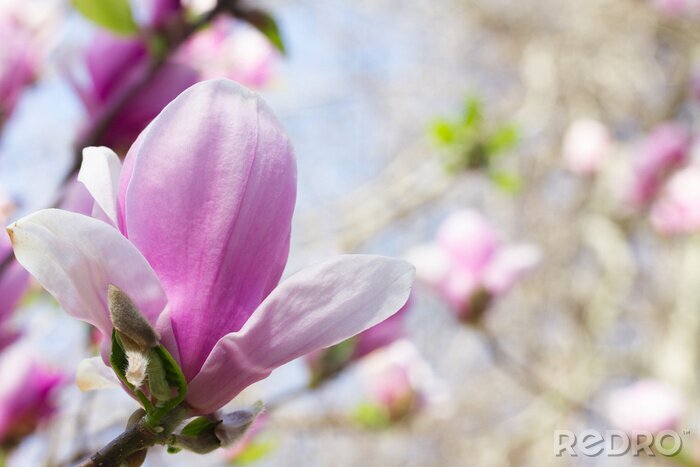 Poster Blumen rosa kündigen den Frühling an