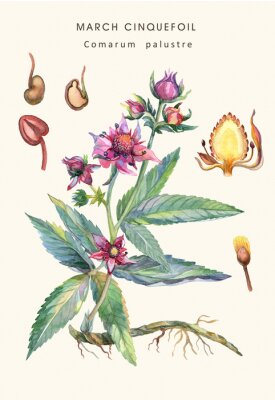Poster Blumen und Pflanzen mit Beschreibungen