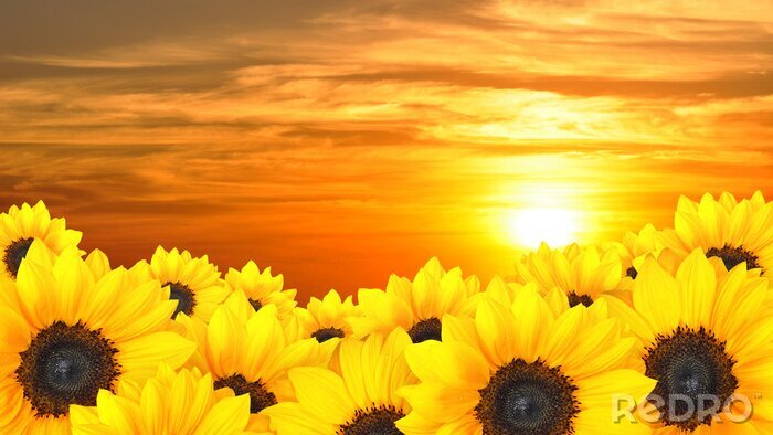 Poster Blumen vor Sonnenhintergrund