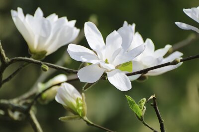 Poster Blumen weiß mit offenen Blütenblättern