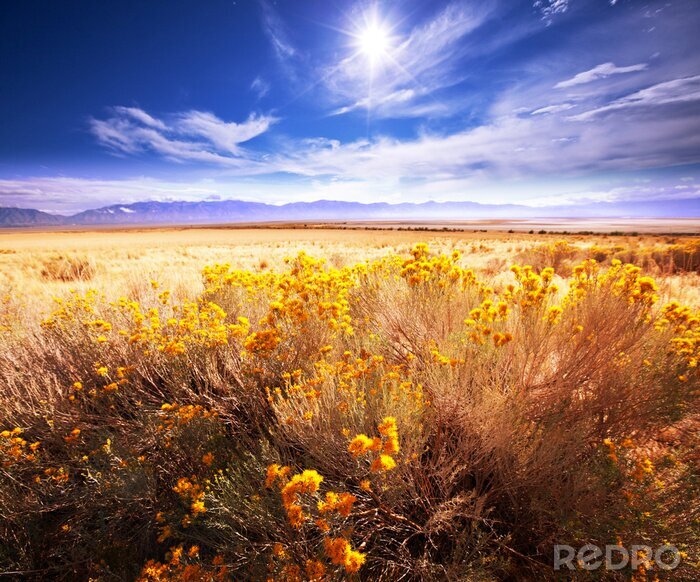 Poster Blumenfeld am Mittag