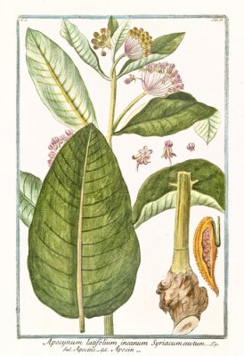 Poster Botanische Grafik aus dem Naturatlas
