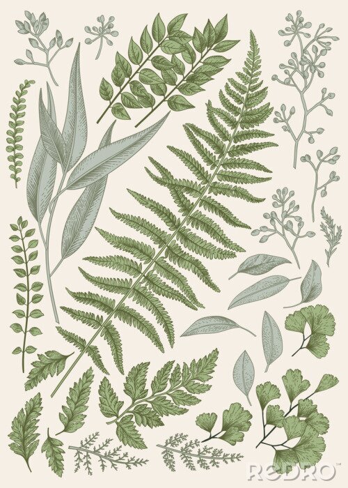 Poster Botanische Grafik Blätter von Waldpflanzen