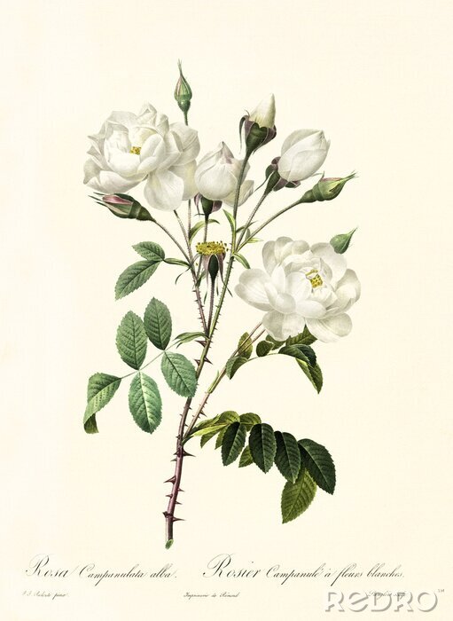 Poster Botanische Grafik der weißen Rose mit Beschreibungen
