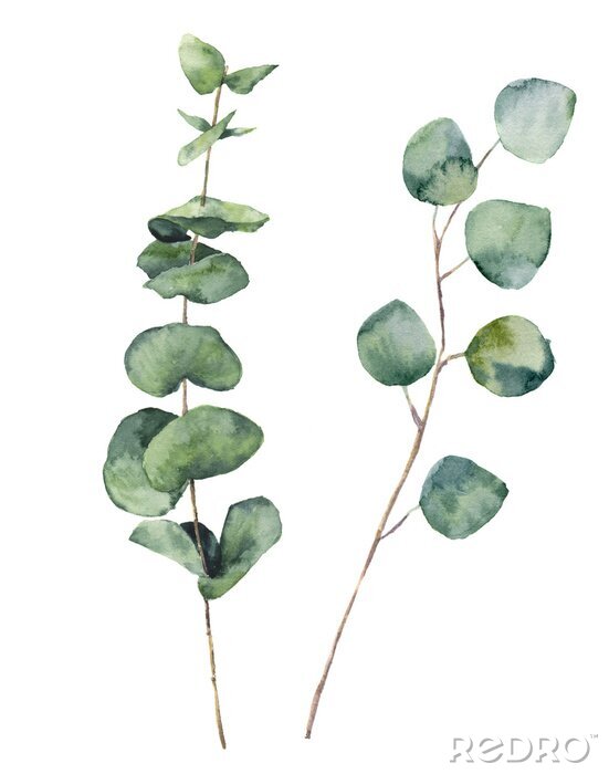Poster Botanische Grafik mit grünen Eukalyptusblättern