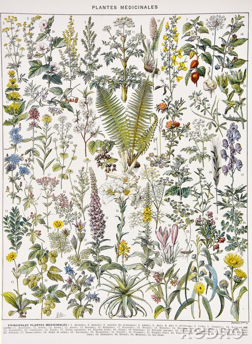 Poster Botanische Grafik mit Heilpflanzen
