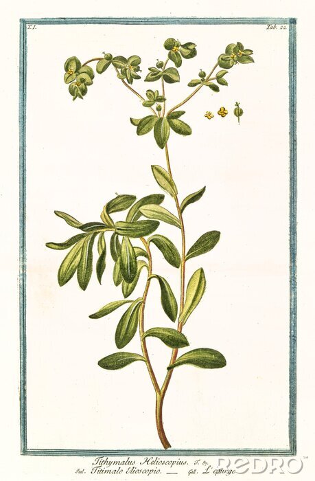 Poster Botanische Grafik mit Wolfsmilch auf hellem Hintergrund