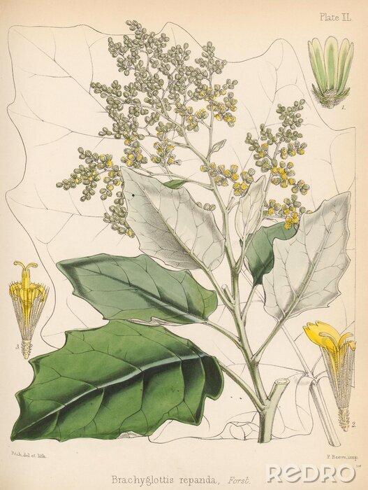 Poster Botanische Grafik Retro Frühlings-Greiskraut