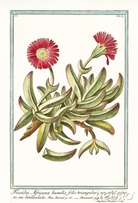 Poster Botanische Grafik Retro Mittagsblume