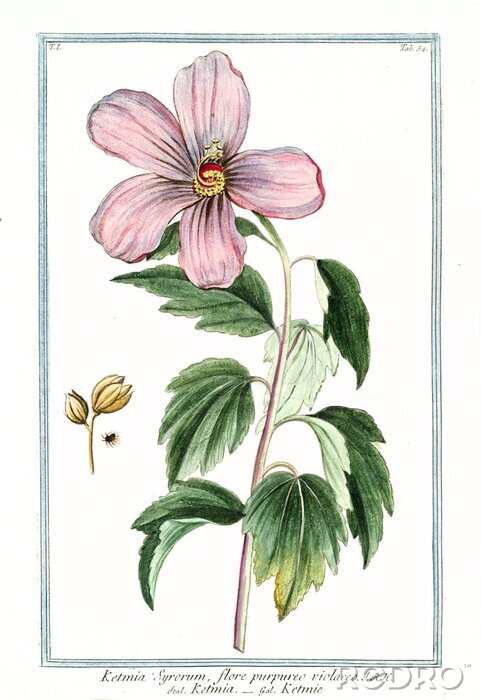 Poster Botanische Grafik Retro Straucheibisch