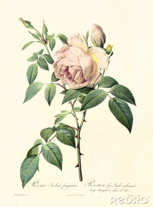 Poster Botanische Grafik Rose im Retro-Stil