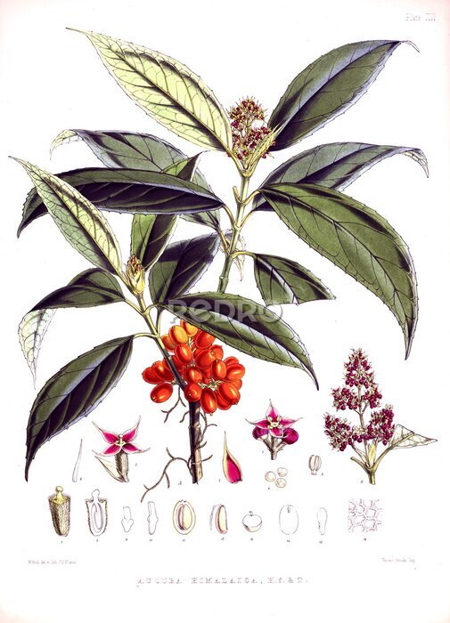 Poster Botanische Illustration des Kaffeebaums