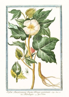 Poster Botanische Illustration einer weißen Blume mit Wurzeln
