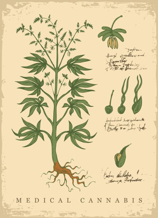 Poster Botanische Retro-Grafik mit medizinischem Cannabis