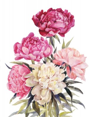 Bouquet of peonies watercolor. Vector Iillustration for vintage greeting