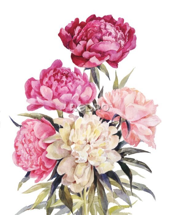 Poster Bouquet of peonies watercolor. Vector Iillustration for vintage greeting