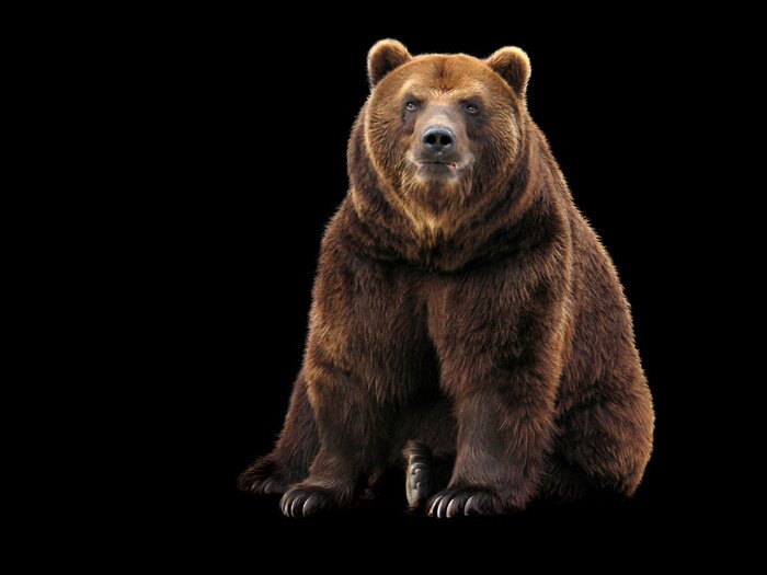 Poster Braunbär auf schwarzem Hintergrund