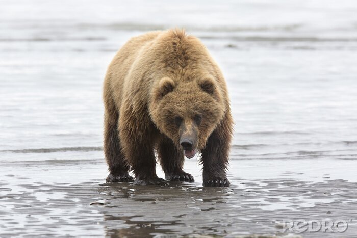 Poster Braunbär im Wasser