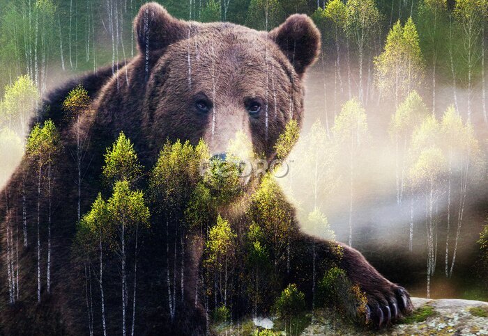 Poster Braunbär und grüne Bäume