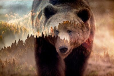 Braunbär und Waldlandschaft