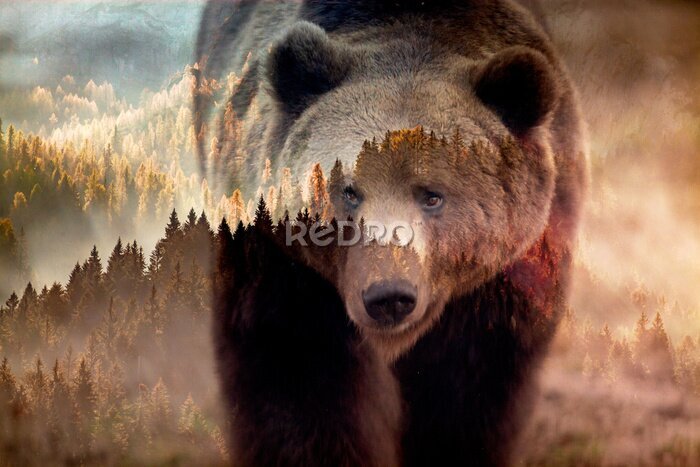 Poster Braunbär und Waldlandschaft