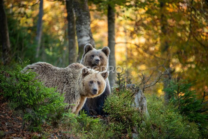 Poster Braunbären im herbstlichen Wald