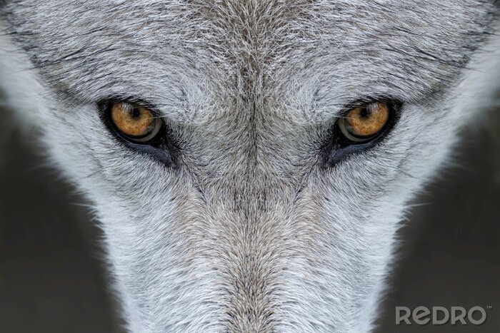 Poster Braune Augen des Wolfes