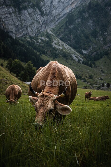 Poster Braune Kuh weidet in den Alpen