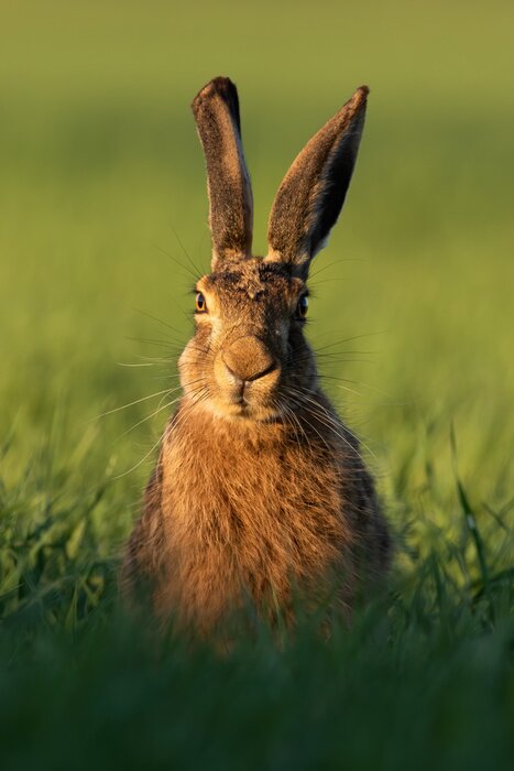 Poster Brauner Hase auf grünem Gras
