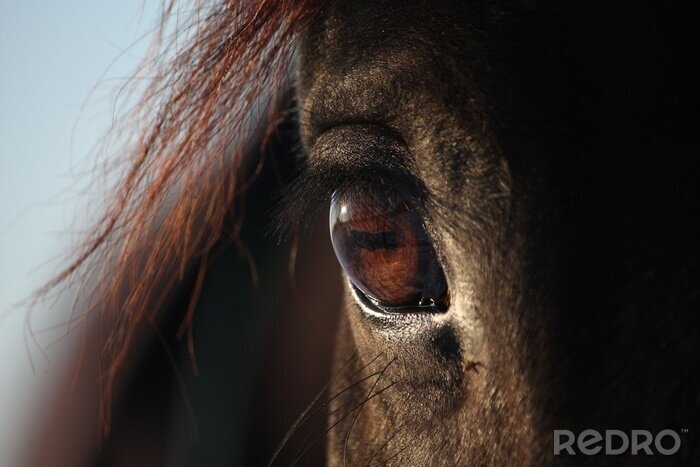 Poster Braunes Auge eines Pferdes