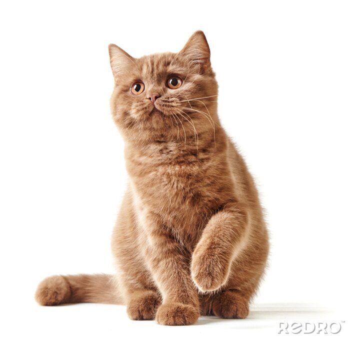Poster Britische Katze auf hellem Hintergrund