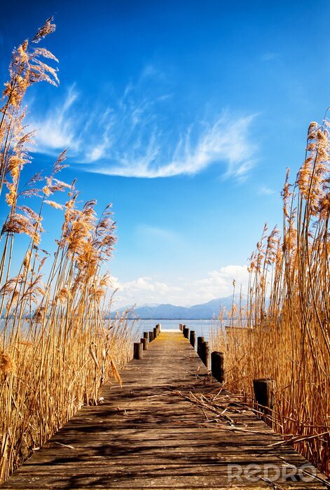 Poster Brücke zwischen hohen Schilfrohren