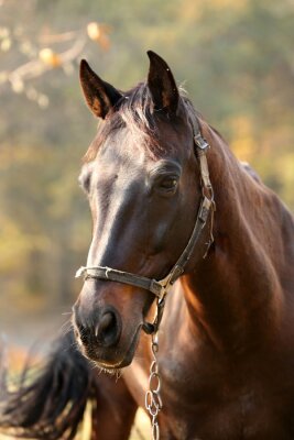 Poster Büste eines grasenden Pferdes