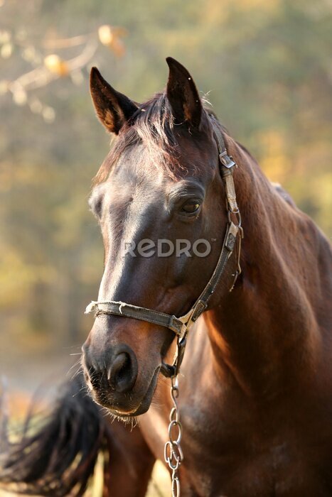 Poster Büste eines grasenden Pferdes