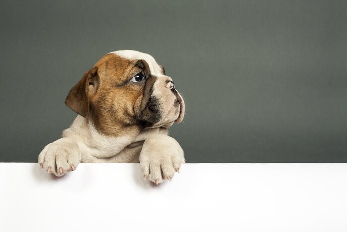 Poster Bulldogge Hund auf grauem Hintergrund