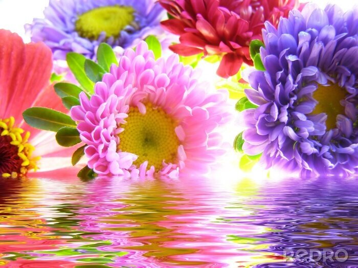 Poster Bunte Blumen im Wasser